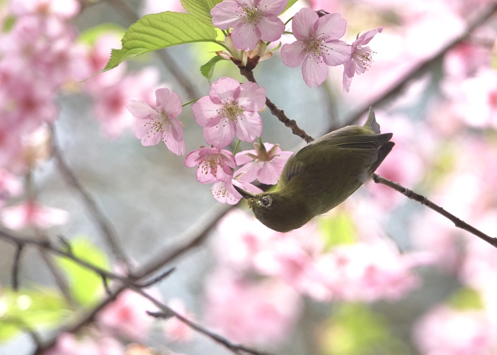 さかさまの君