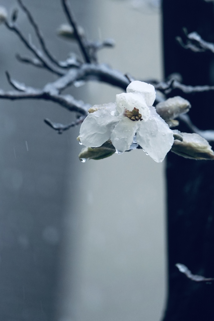 雪降る日に