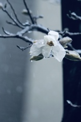 雪降る日に