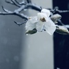 雪降る日に