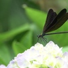 紫陽花と蜻蛉