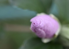 芙蓉の花蕾