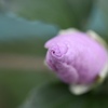 芙蓉の花蕾