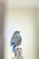 クリーム色の中に瑠璃くん