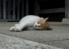 幸せそうな顔だにゃー