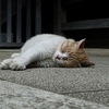 幸せそうな顔だにゃー
