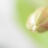 アリストロメリアの花蕾