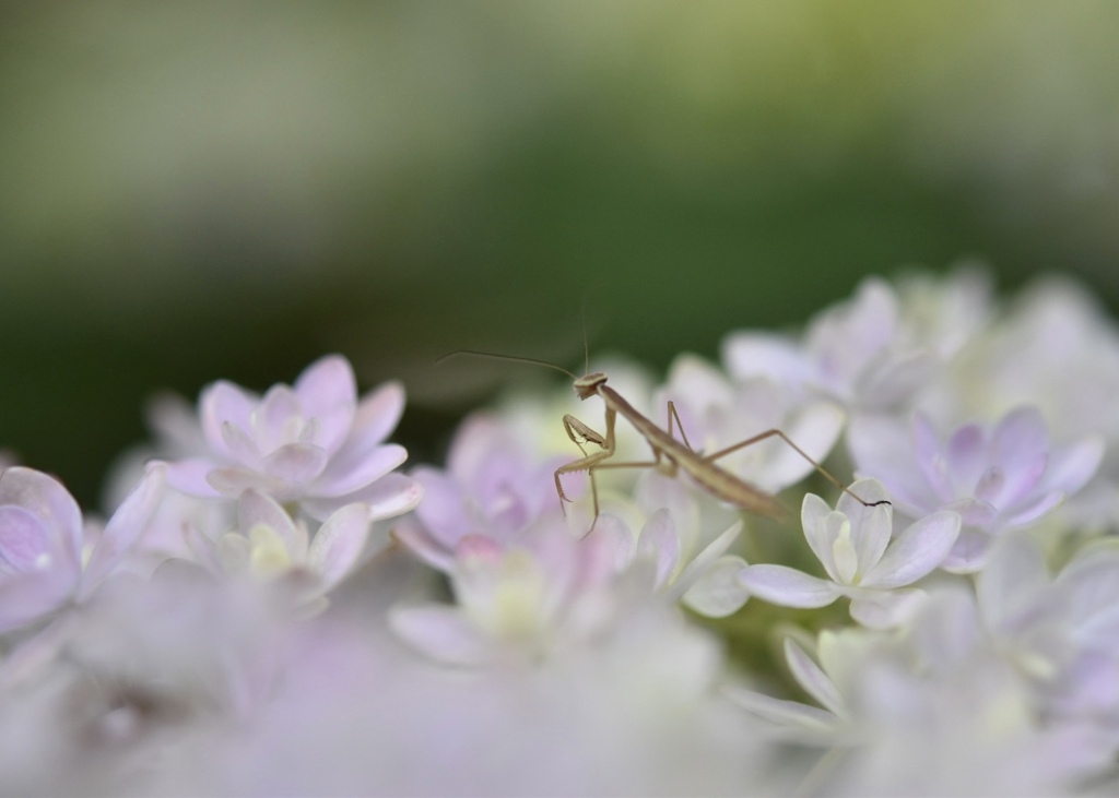 紫陽花は優しいね