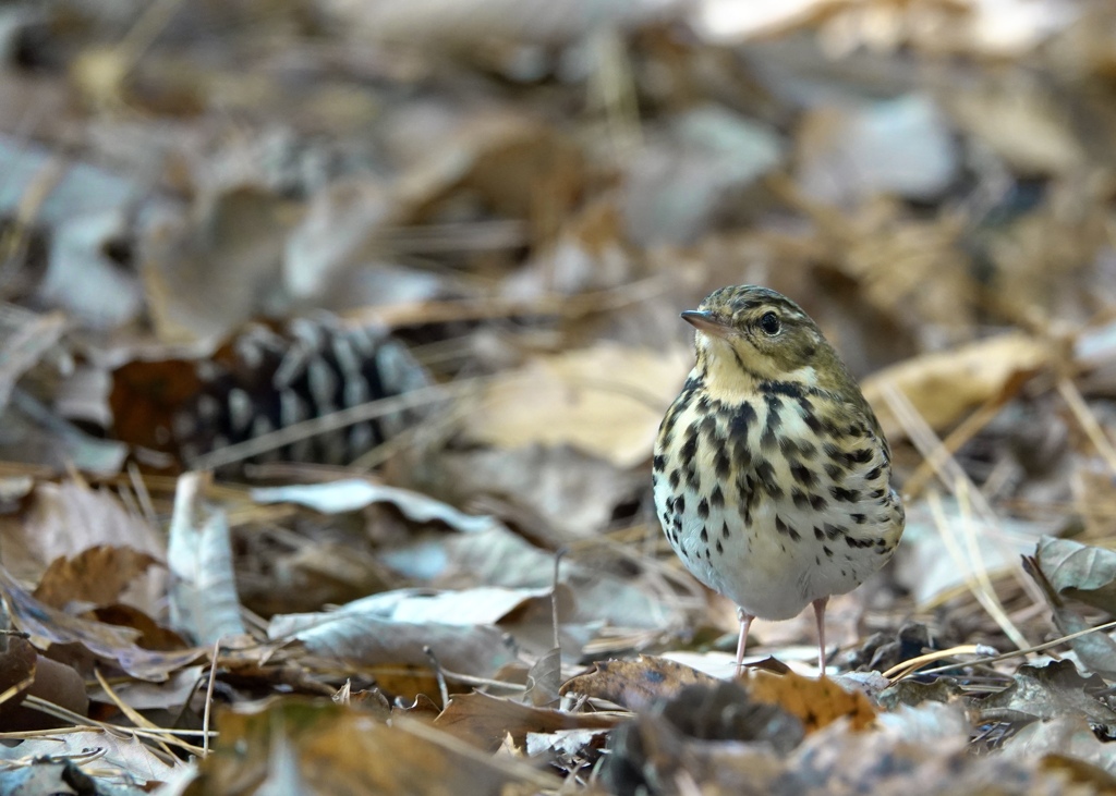 おかえり！ビンズイさん