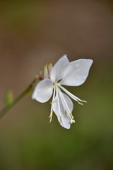 11月　可愛い花に会いました