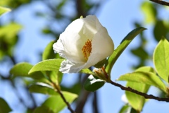 シャラの木の花