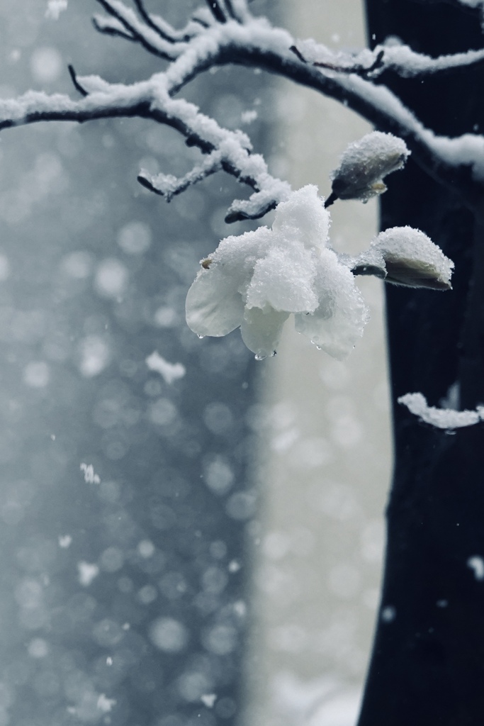 雪降る日に　2