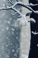 雪降る日に　2