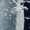 雪降る日に　2