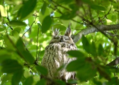 親トラフズクさん