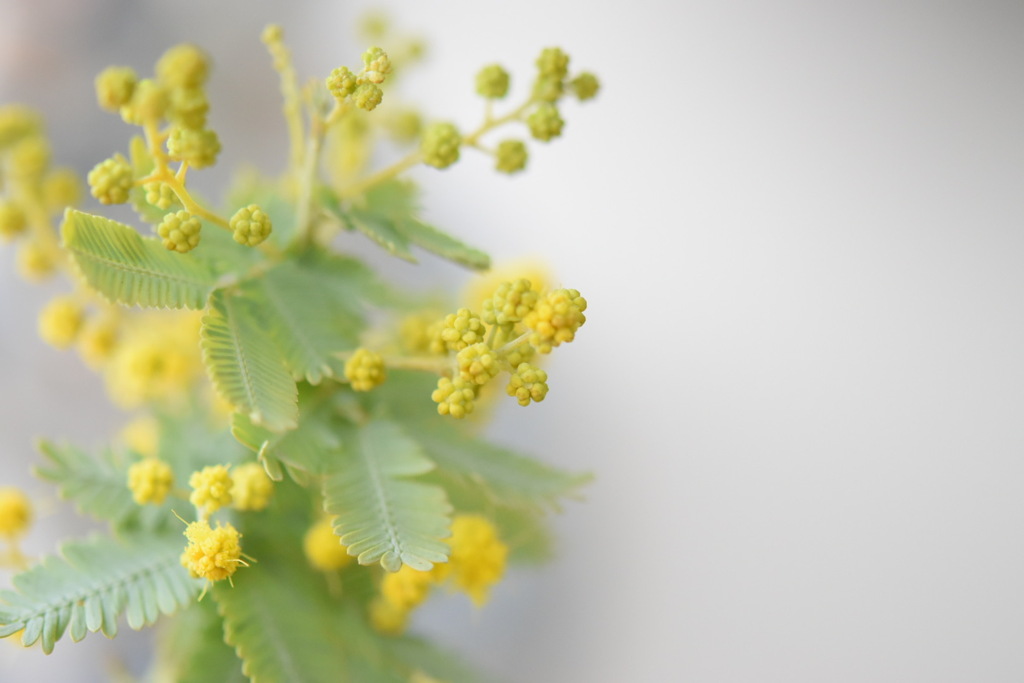 ミモザの花蕾。