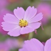 コスモスは花盛り