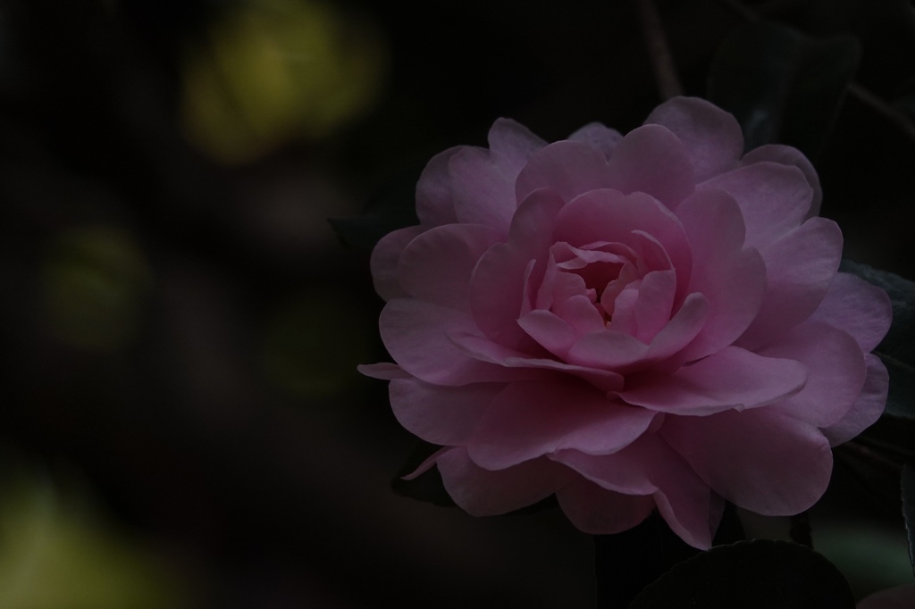 日陰に咲く山茶花。
