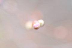 淡き色の中、君はほころぶ。