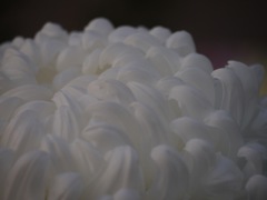 白い菊に魅せられて。