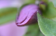 少し大人色の花蕾。