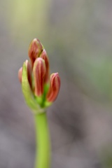 苞から出てきた花蕾
