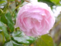 薄桃色の薔薇は今日も雨に濡れて。