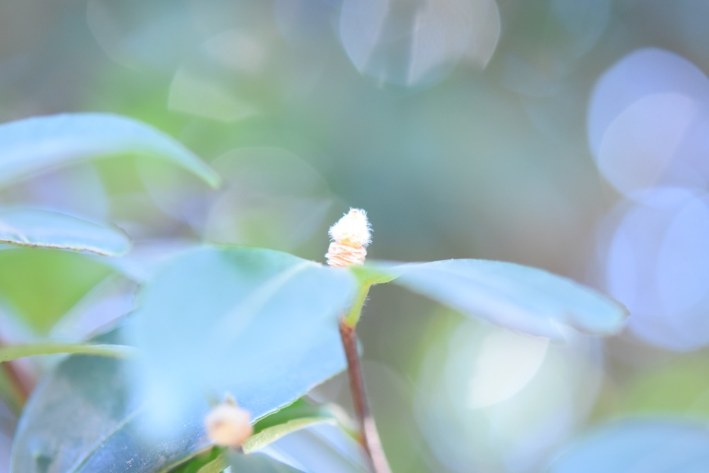 ここには山茶花が咲いていました。
