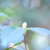ここには山茶花が咲いていました。
