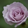 秋の薔薇