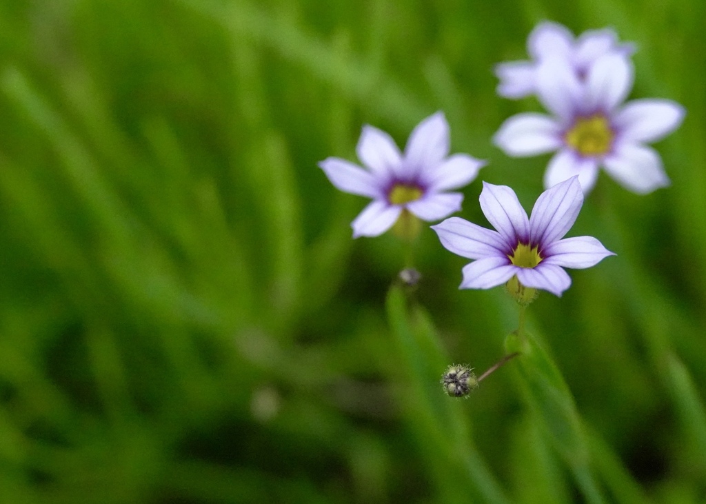 野の花