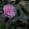 真冬の花
