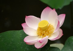彼岸の蓮、一輪。