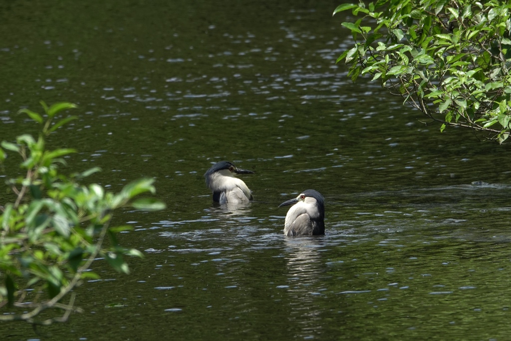 ゴイサギ、水に浸かる。