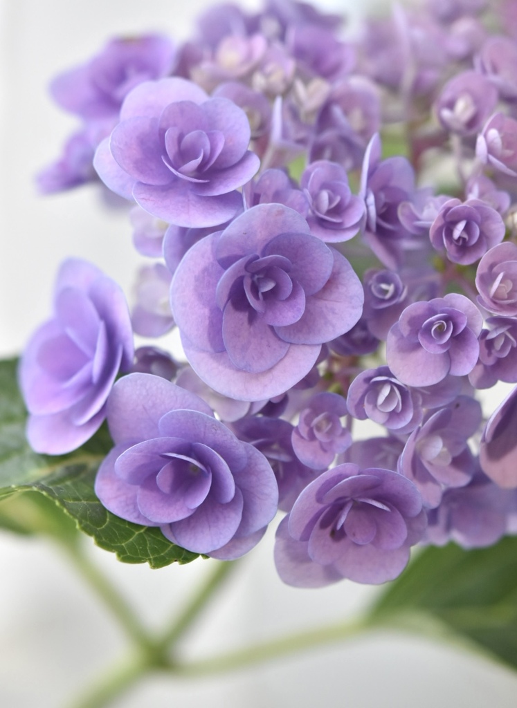 クルクル可愛い紫陽花