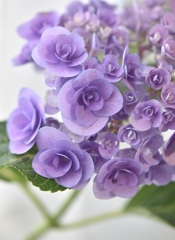 クルクル可愛い紫陽花