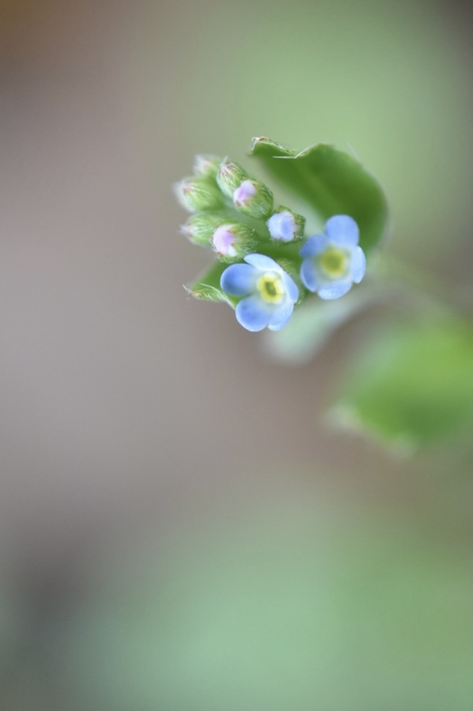 小花は揺れて