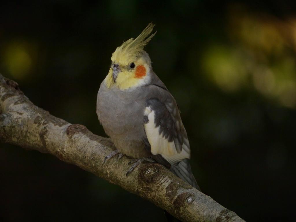 オカメインコ 頬赤く