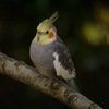 オカメインコ 頬赤く