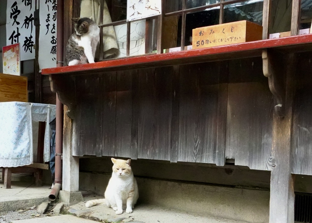 神社のにゃん達