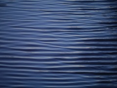 カワセミがいる水路。
