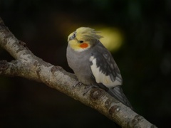 オカメインコ あれ、前髪立ってない‼︎