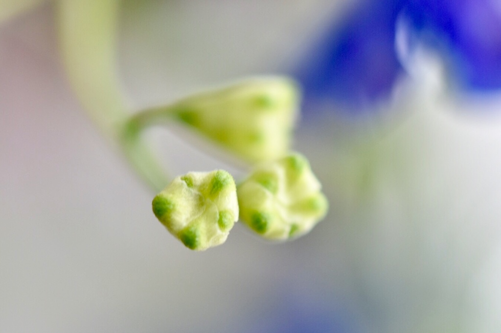 蕾の白は青色の花を咲かせるんだね。