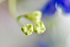蕾の白は青色の花を咲かせるんだね。
