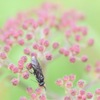 もう少し待っててね、花が咲くまで。