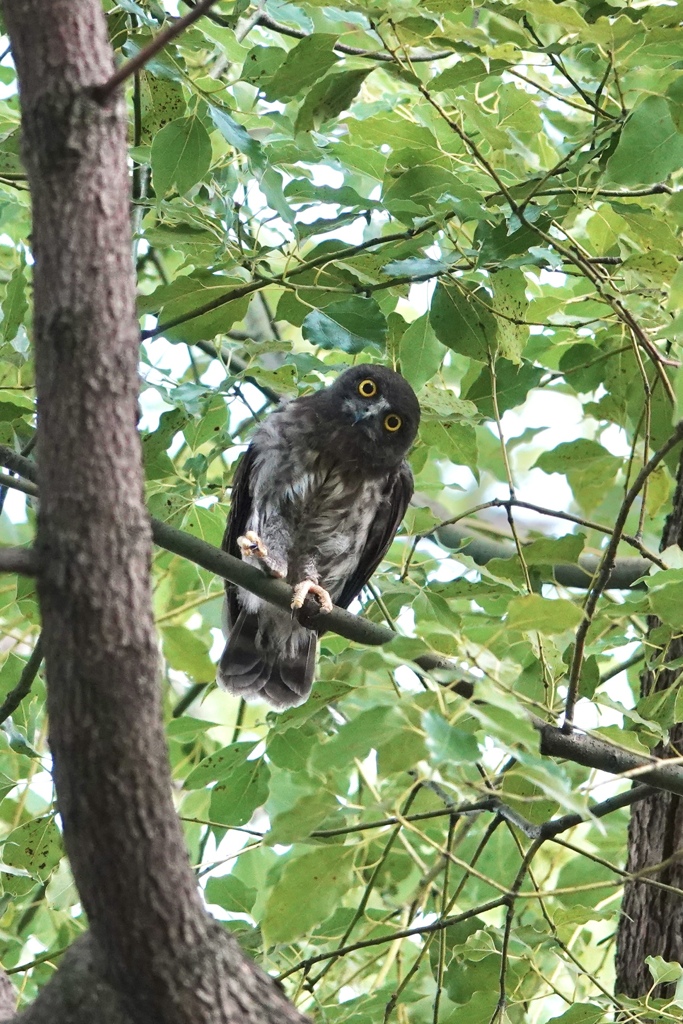 アオバズクの幼鳥さん