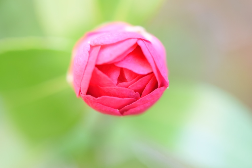 たくさんの花びらを持っているね。