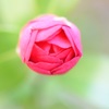 たくさんの花びらを持っているね。