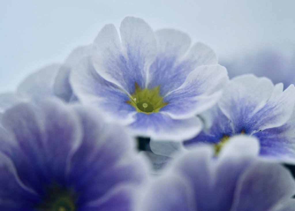 プリムラの花