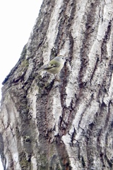 久しぶりのキクイタダキさん！